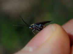 Pollanisus subdolosa