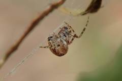 Parasteatoda songi