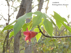 Brachychiton discolor