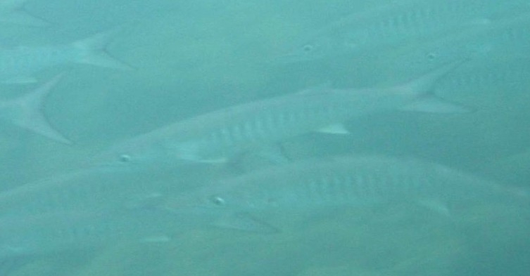 Mexican Barracuda