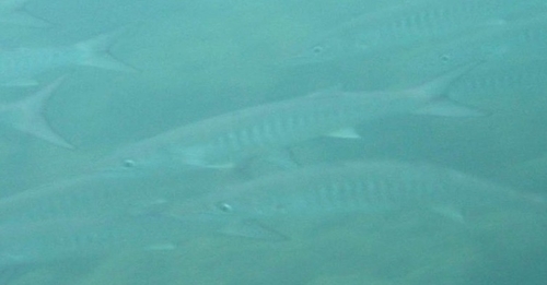 Mexican Barracuda