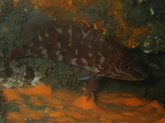 Hypoplectrodes jamesoni