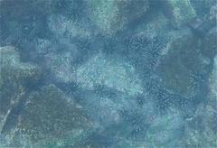 Eucidaris galapagensis