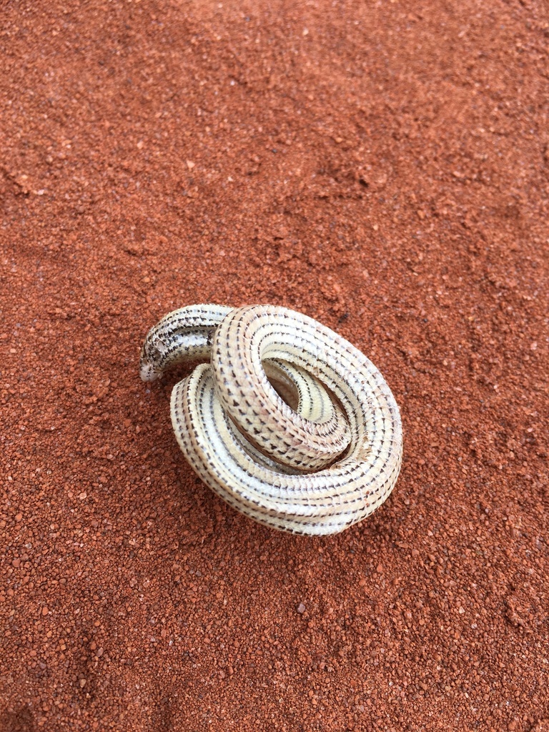 Petter's Short Skink