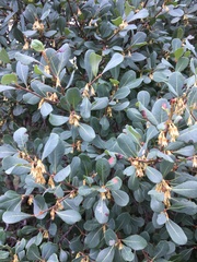 Capurodendron