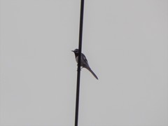 Motacilla alba