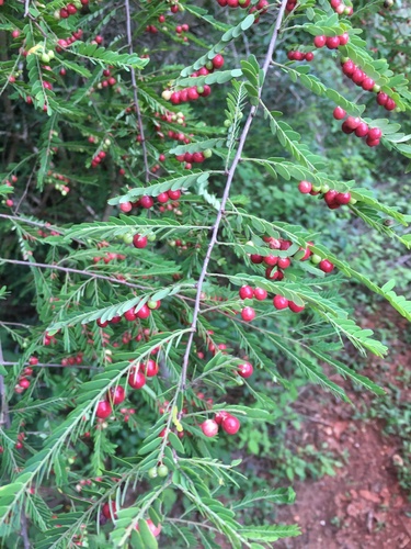 Phyllanthus casticum observed 2020-12-21