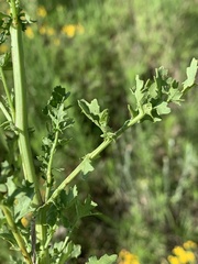 Senecio laevigatus