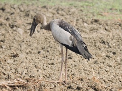 Anastomus oscitans
