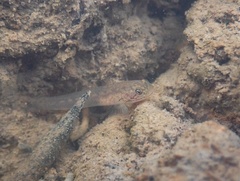 Wuhanlinigobius polylepis