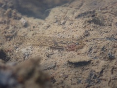 Wuhanlinigobius polylepis