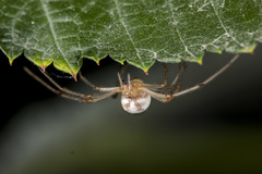 Enoplognatha submargarita