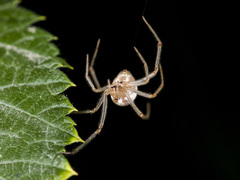 Enoplognatha submargarita