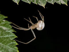 Enoplognatha submargarita