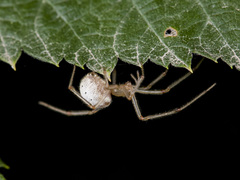 Enoplognatha submargarita