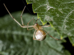 Enoplognatha submargarita