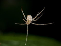 Enoplognatha submargarita