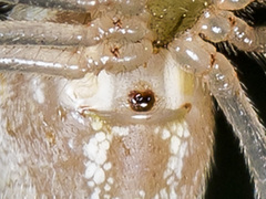 Enoplognatha submargarita