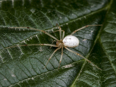 Enoplognatha submargarita