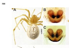 Enoplognatha submargarita