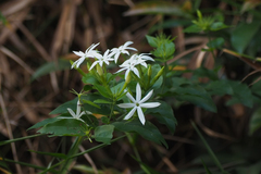 Jasminum elongatum