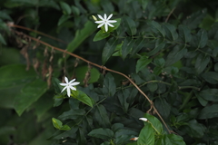 Jasminum elongatum