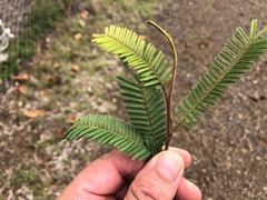 Acacia loroloba