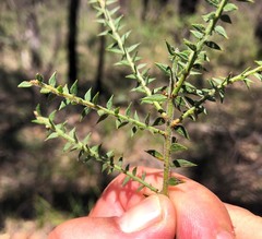 Acacia amblygona