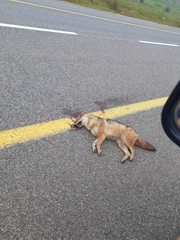 Canis aureus syriacus