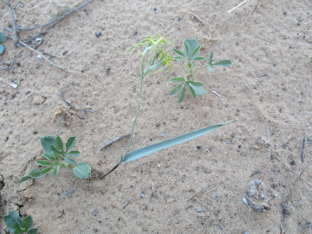 Dipcadi vaginatum, Hotazel, Santoy, 8490, South Africa