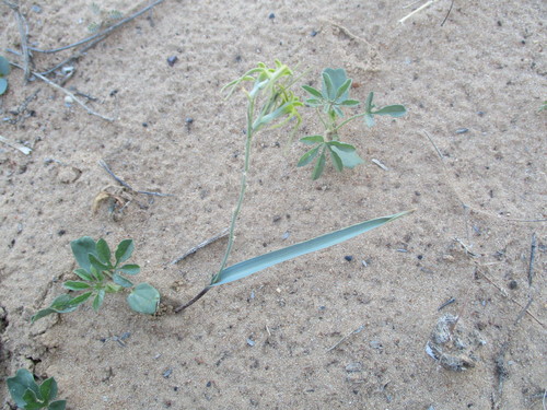 Dipcadi vaginatum
