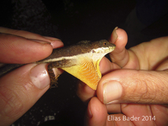 Anolis oxylophus