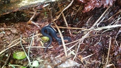 Plethodon jordani