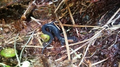 Plethodon jordani