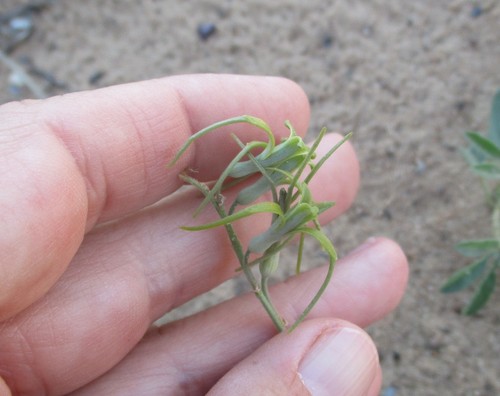Dipcadi vaginatum