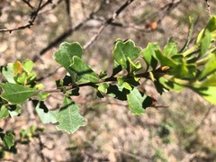 Dodonaea triangularis