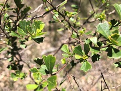 Dodonaea triangularis