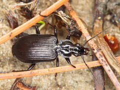 Limodromus