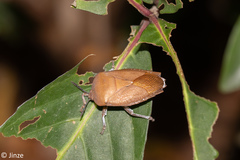 Tessaratoma papillosa