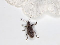 Polydrusus pilosus