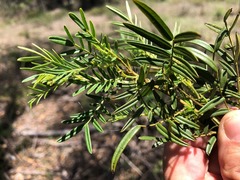 Senna aciphylla