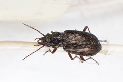 Pelophila borealis