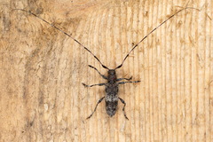 Acanthocinus griseus
