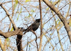 Acridotheres cristatellus