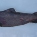 Largespine Velvet Dogfish - Photo (c) Clinton Duffy, some rights reserved (CC BY-NC), uploaded by Clinton Duffy