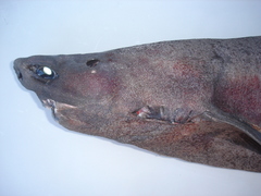 Scymnodon macracanthus