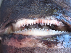 Scymnodon macracanthus