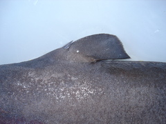 Scymnodon macracanthus