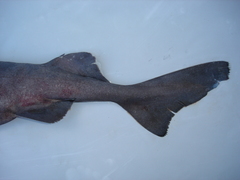 Scymnodon macracanthus