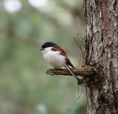 Lanius collurioides